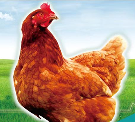  Poultry Vaccine